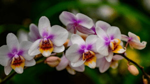 Orchids 101