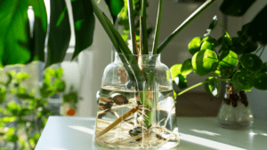 Propagating Plants as Gifts